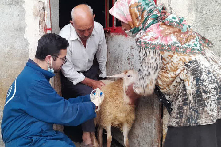واکسیناسیون دام و سگهای گله در مراتع کوه دالانی نودشه