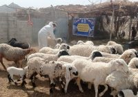 واکسیناسیون رایگان بیش از ۳ هزار رأس دام و قطعه طیور در میرجاوه