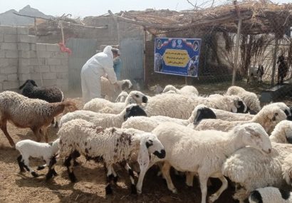 واکسیناسیون رایگان بیش از ۳ هزار رأس دام و قطعه طیور در میرجاوه