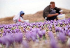کشت گیاهان دارویی اصفهان از ۱۰ هزار هکتار گذشت؛ جای خالی صنایع فرآوری کشت گیاهان دارویی اصفهان از ۱۰ هزار هکتار گذشت؛ جای خالی صنایع فرآوری