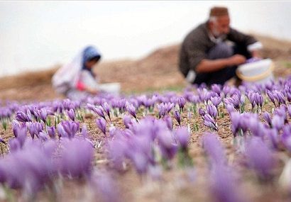 کشت گیاهان دارویی اصفهان از ۱۰ هزار هکتار گذشت؛ جای خالی صنایع فرآوری کشت گیاهان دارویی اصفهان از ۱۰ هزار هکتار گذشت؛ جای خالی صنایع فرآوری