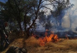 آتش‌ سوزی در منطقه جنگلی شیوآشان سردشت مهار شد