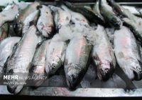 اجرای طرح جامع پایش خوراک و گوشت آبزیان در لرستان اجرای طرح جامع پایش خوراک و گوشت آبزیان در لرستان