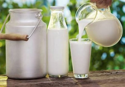 افزایش تولید شیر در آذربایجان شرقی افزایش تولید شیر در آذربایجان شرقی