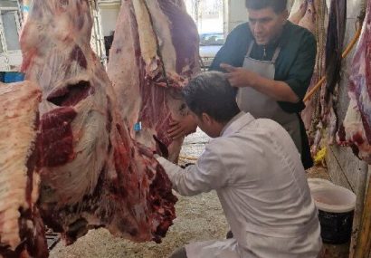 ایمانیسنجر: لاشه گاو مبتلا به سپتیسمی در سنقر امحا شد ایمانیسنجر: لاشه گاو مبتلا به سپتیسمی در سنقر امحا شد