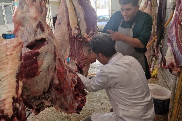 ایمانیسنجر: لاشه گاو مبتلا به سپتیسمی در سنقر امحا شد