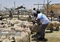 بهرهمندی ۱۷ روستا از خدمات رایگان جهاد دامپزشکی در هفته دولت بهرهمندی ۱۷ روستا از خدمات رایگان جهاد دامپزشکی در هفته دولت