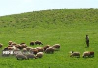 بیش از ۳۰ درصد تولید گوشت کشور به مراتع وابسته است