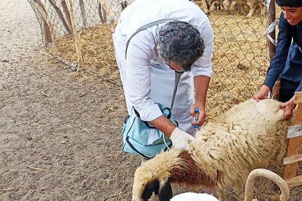 توضیحات مدیرکل دامپزشکی استان تهران در خصوص واکسیناسیون رایگان دام