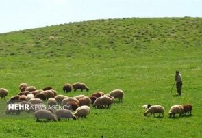 دولت عشایر را نگهبان مراتع زاگرس کند نه مشمول ممنوعیت