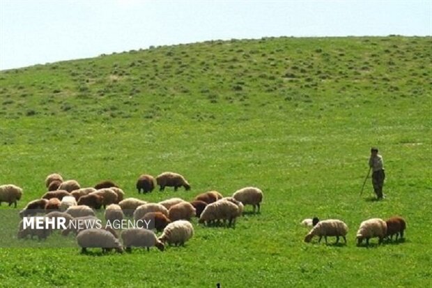 دولت عشایر را نگهبان مراتع زاگرس کند نه مشمول ممنوعیت دولت عشایر را نگهبان مراتع زاگرس کند نه مشمول ممنوعیت