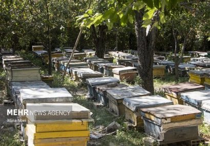 زنبورداری فارس زیر ذره‌بین سرشماری سراسری کلنی‌ها