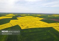 صدور شناسنامه برای صادرات محصولات کشاورزی در حال پیگیری است صدور شناسنامه برای صادرات محصولات کشاورزی در حال پیگیری است