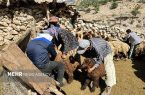 طرح واکسیناسیون رایگان تب برفکی در مازندران کلید خورد