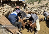 طرح واکسیناسیون رایگان تب برفکی در مازندران کلید خورد طرح واکسیناسیون رایگان تب برفکی در مازندران کلید خورد