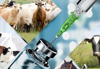 قاسمی: داروهای تاریخ‌گذشته دامپزشکی در اسلام‌آبادغرب جمع‌آوری شد