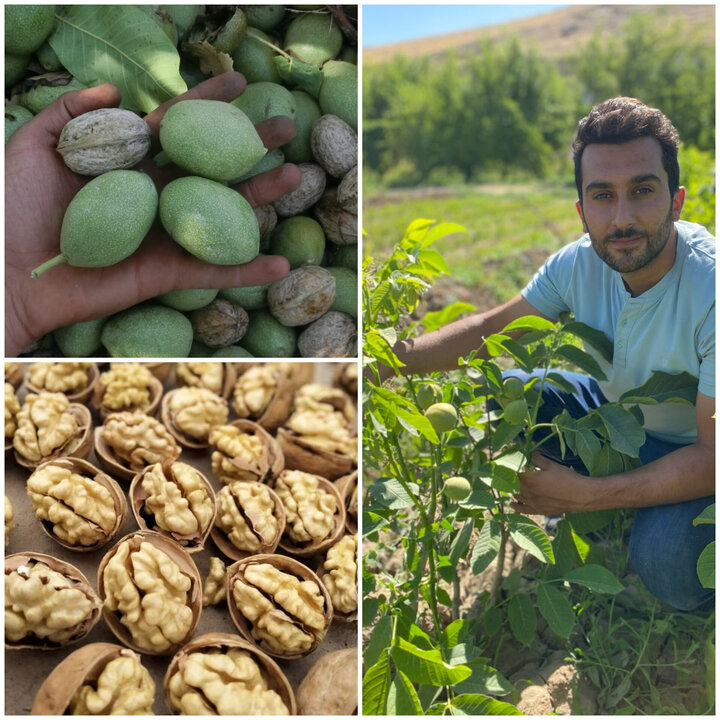 نهال گردو پیوندی؛ راز برداشت ۱۰ تن گردو در هکتار