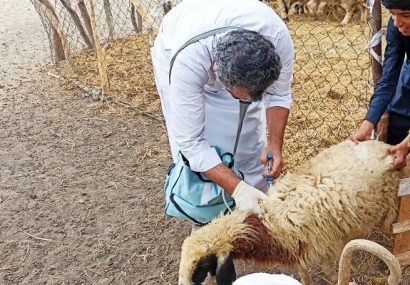 واکسیناسیون بیش از ۳۴۰۰ رأس دام در مناطق روستایی و عشایری مهرستان واکسیناسیون بیش از ۳۴۰۰ رأس دام در مناطق روستایی و عشایری مهرستان