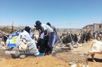 واکسیناسیون بیش از ۷ هزار رأس دام در اردوی جهادی دامپزشکی خاش