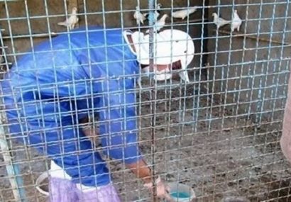 واکسیناسیون دام و طیور در دورافتاده‌ترین روستای حمیل