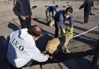 واکسیناسیون ۲۰ هزار قلاده سگ علیه هاری در اردبیل واکسیناسیون ۲۰ هزار قلاده سگ علیه هاری در اردبیل