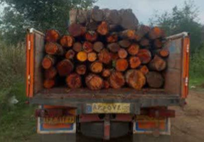 کشف محموله بزرگ چوب‌آلات قاچاق در لاهیجان