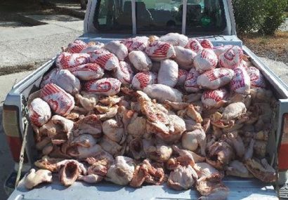 کشف و ضبط چهار تن خمیر مرغ و مرغ تاریخ گذشته در آذربایجان شرقی