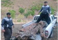 کشف ۶۰۰ کیلوگرم «گردهبینه بنه» قاچاق در مریوان کشف ۶۰۰ کیلوگرم «گردهبینه بنه» قاچاق در مریوان