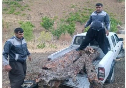 کشف ۶۰۰ کیلوگرم «گردهبینه بنه» قاچاق در مریوان کشف ۶۰۰ کیلوگرم «گردهبینه بنه» قاچاق در مریوان