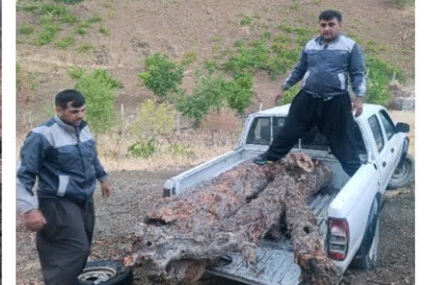 کشف ۶۰۰ کیلوگرم «گردهبینه بنه» قاچاق در مریوان