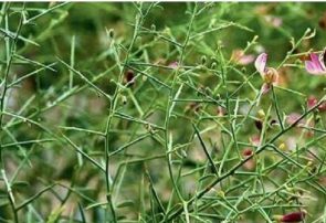 ۱۵۰ هکتار از اراضی گلوگاه زیر کشت گیاهان دارویی رفت