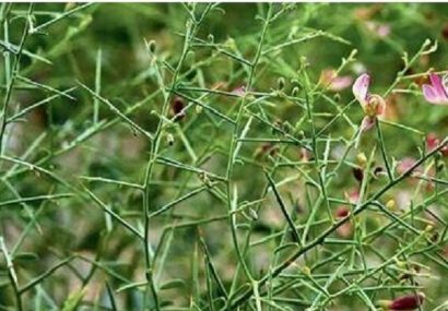 ۱۵۰ هکتار از اراضی گلوگاه زیر کشت گیاهان دارویی رفت