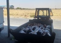 ۳۳۹ کیلوگرم گوشت قرمز فاقد هویت در بهار معدوم شد ۳۳۹ کیلوگرم گوشت قرمز فاقد هویت در بهار معدوم شد