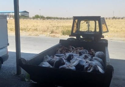 ۳۳۹ کیلوگرم گوشت قرمز فاقد هویت در بهار معدوم شد ۳۳۹ کیلوگرم گوشت قرمز فاقد هویت در بهار معدوم شد