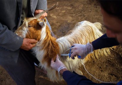 آغاز رزمایش جهادی دامپزشکی در ۴۰ روستای مازندران