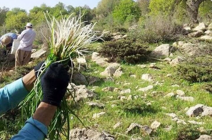 اجرای طرح احیاء، اصلاح و توسعه گیاهان دارویی در شهرستان میناب