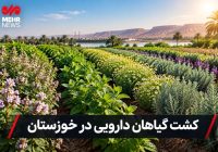 توسعه کشت گیاهان دارویی؛ راهبردی نو برای اقتصاد کشاورزی خوزستان
