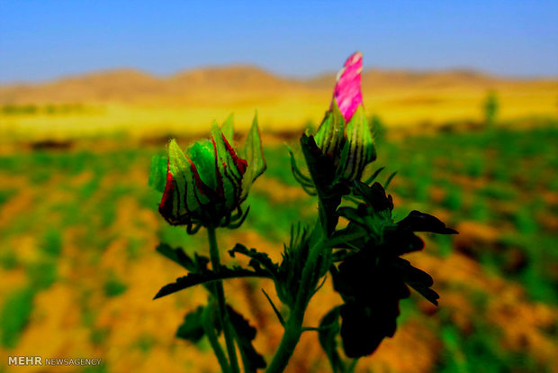 توسعه کشت گیاهان دارویی؛ راهبردی نو برای اقتصاد کشاورزی خوزستان توسعه کشت گیاهان دارویی؛ راهبردی نو برای اقتصاد کشاورزی خوزستان