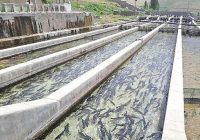 تولید ۴۰۱۵ تن ماهی خوراکی و ۱۹ میلیون قطعه ماهی زینتی در البرز