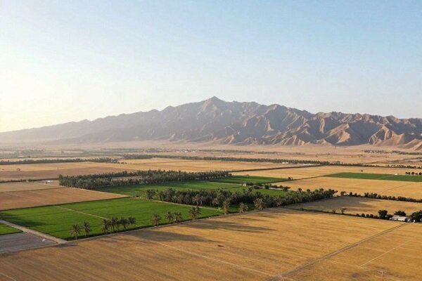 شناسایی ۸ مورد تخریب اراضی ملی و کشف ۲ تن چوب قاچاق در قروه