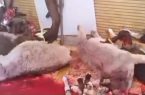 هرگونه کشتار و عرضه گوشت الاغ و اسب تخلف است هرگونه کشتار و عرضه گوشت الاغ و اسب تخلف است